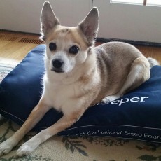 Perfect Sleeper Dog Bed Perfect Sleeper Dog Bed