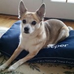 Perfect Sleeper Dog Bed